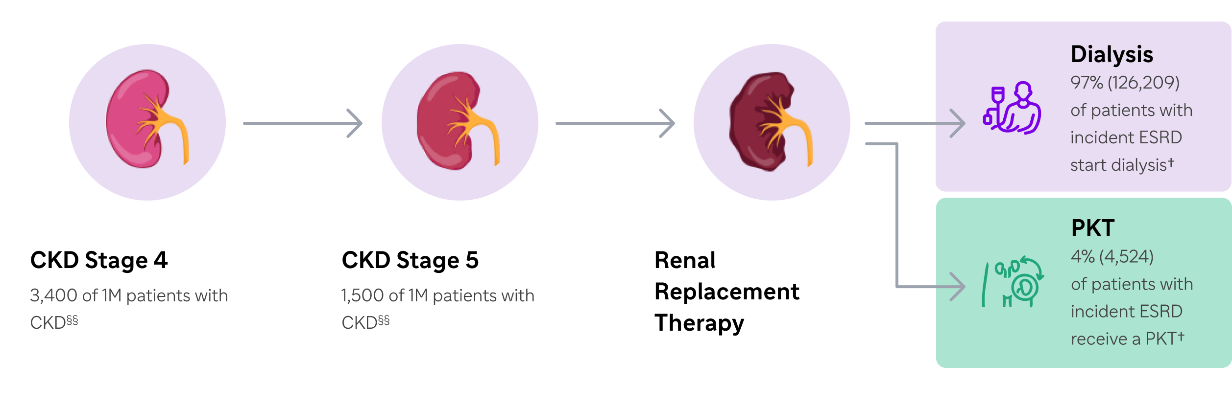 Illustration showing stages of chronic kidney disease progression. A pink kidney labeled “CKD Stage 4” shows 3,400 of 1M patients with CKD§§. An arrow leads to a darker red kidney labeled “CKD Stage 5” with 1,500 of 1M patients with CKD§§. Another arrow leads to a dark brown kidney labeled 'Renal Replacement Therapy,' branching into two boxes: a purple box with an icon of a person receiving IV infusion, labeled Dialysis 97% (126,209) of patients with ESRD start dialysis†, and a green box with an icon of a human body with kidneys highlighted and one kidney zoomed, labeled “PKT 4% (4,524) of patients with incident ESRD receive a PKT†.”